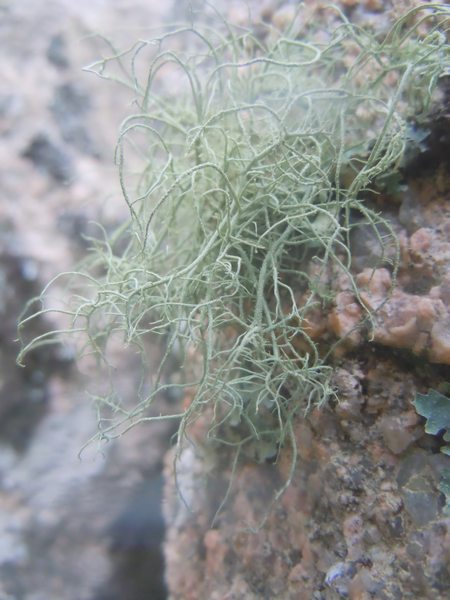 sui graniti di Monte Moro